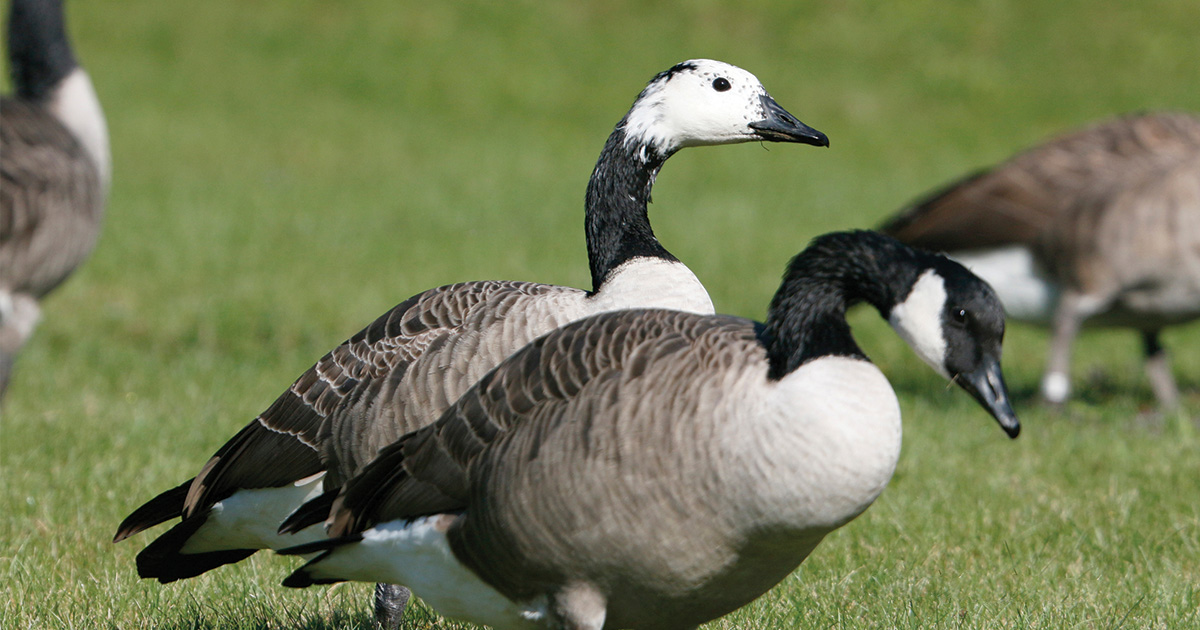 Michael Furtman_Canada goose.jpg